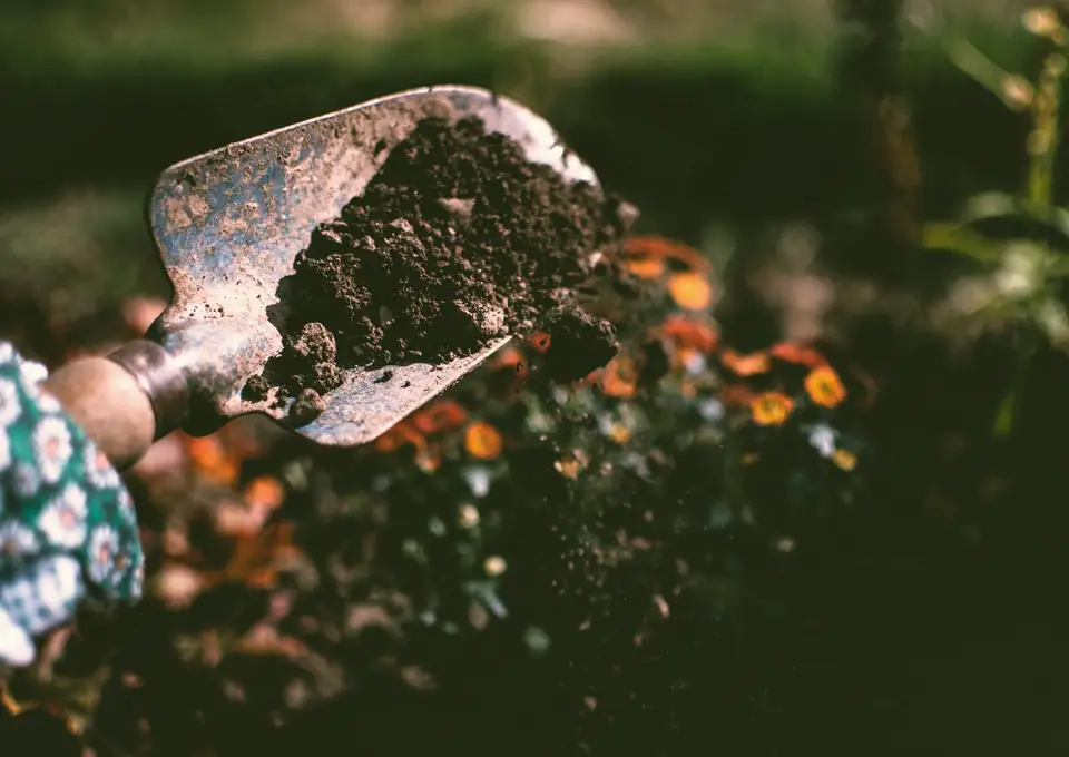 Rich dark garden soil being worked by hand