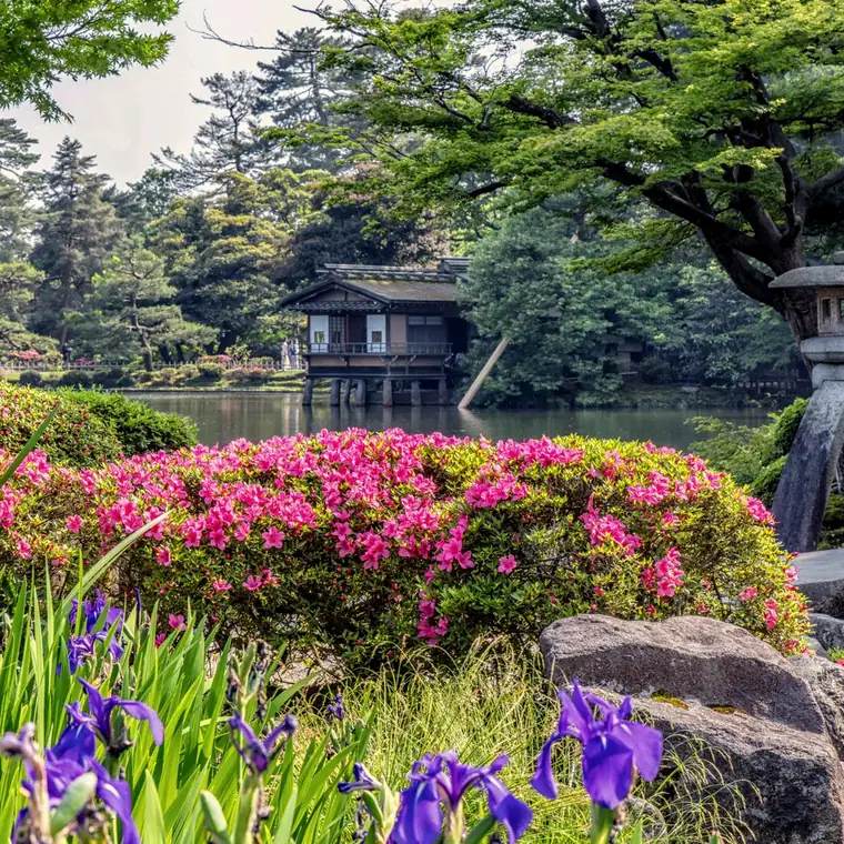 A garden bed of azaleas in bloom
