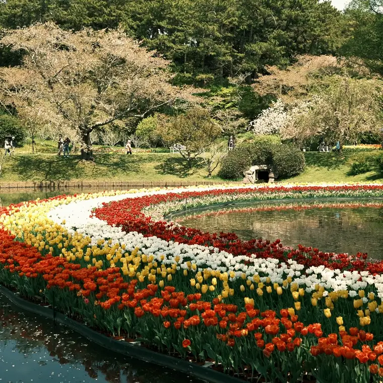 A curved flowerbed full of tulips