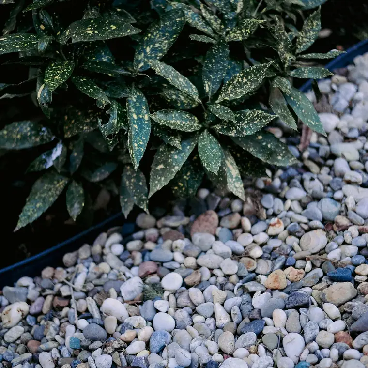 Stones and ground-cover planting in a garden bed
