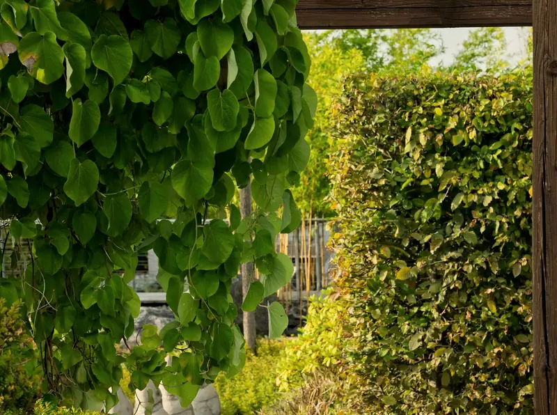 A built pergola and patio in a landscaped backyard